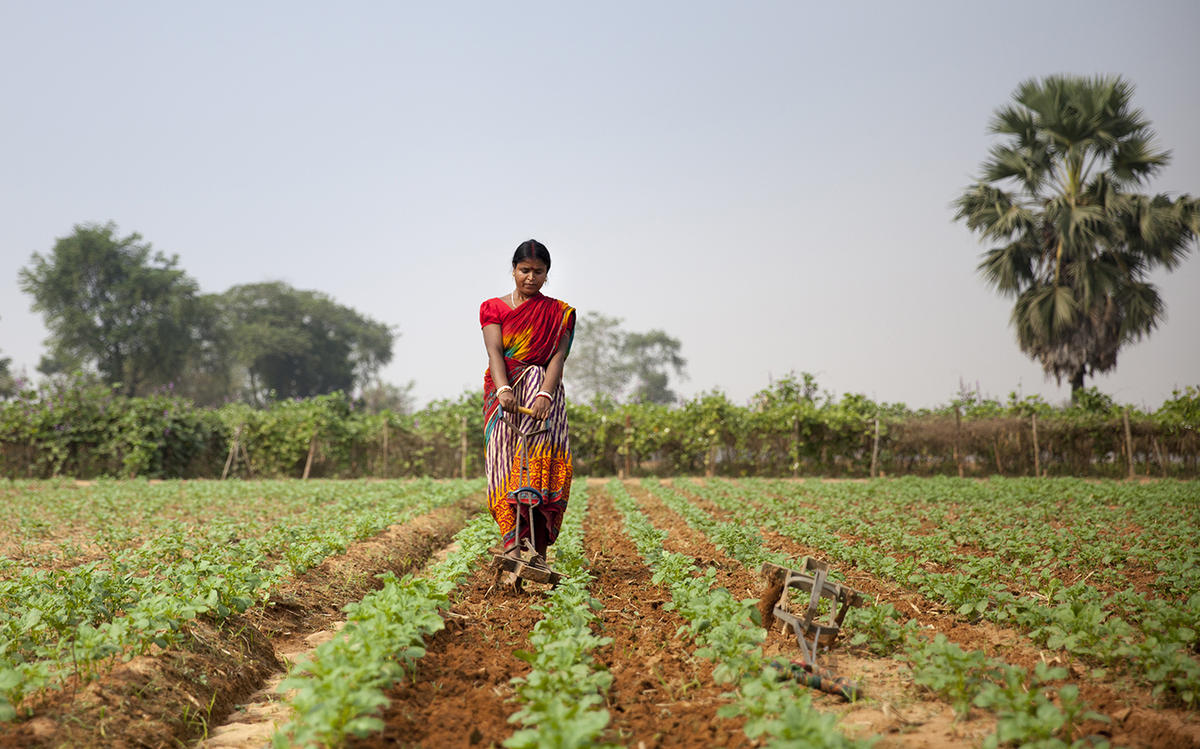 Source - SPRING. Description - A woman tills the soil of a potato field in Medinipur, India.